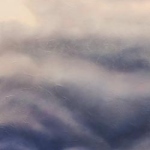 Tall Canola Contrasts