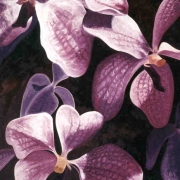 Vanda