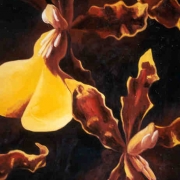 Oncidium