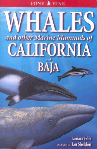 Whales And Other Marine Mammals Of California And Baja